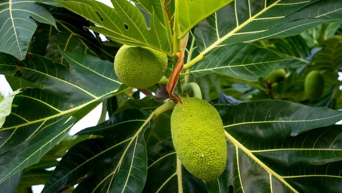 1761716574546-buah-sukun-dan-daun-sukun-1760666580968_169