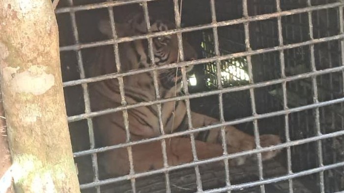 1761716716246-harimau-sumatera-terperangkap-dalam-kandang-jebak-di-lampung-barat-1761656750692_169