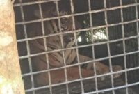 1761803019768-harimau-sumatera-terperangkap-dalam-kandang-jebak-di-lampung-barat-1761656750692_169