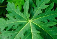 1761846094244-manfaat-daun-pepaya-untuk-kesehatan-3_169