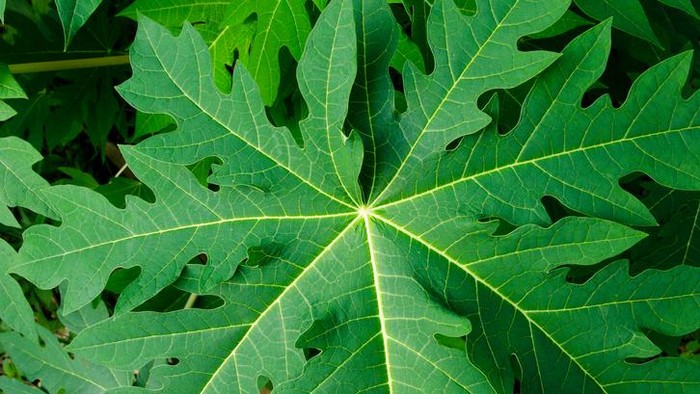 1761846094244-manfaat-daun-pepaya-untuk-kesehatan-3_169