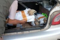 1761846170653-burung-elang-yang-hendak-diselundupkan-di-pelabuhan-bakauheni-lampung-1761814454315_169