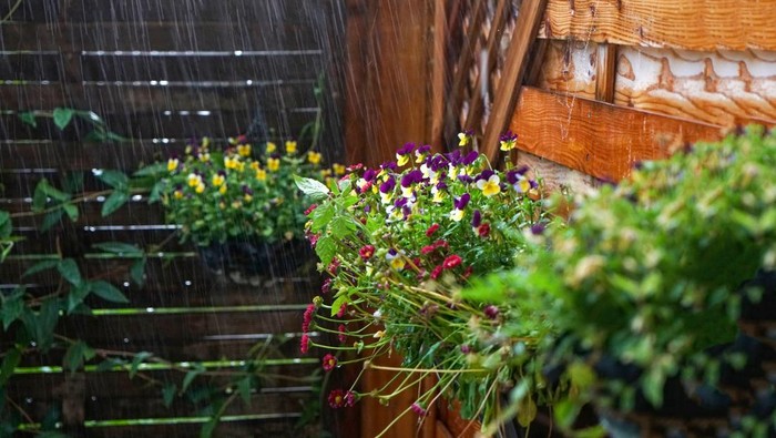 1761866552150-ilustrasi-tanaman-terkena-hujan_169