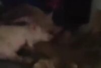 1761889491767-penampakan-mobil-berstiker-sppg-angkut-babi-di-nisel-foto-tangkapan-video-media-sosial-1761822477372_169