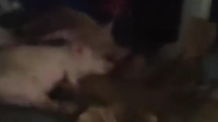 1761889491767-penampakan-mobil-berstiker-sppg-angkut-babi-di-nisel-foto-tangkapan-video-media-sosial-1761822477372_169