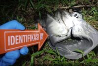 1761911044227-polisi-saat-olah-tkp-lokasi-penemuan-jasad-bayi-dalam-tas-gendong-di-lampung-selatan-1761888379843_169