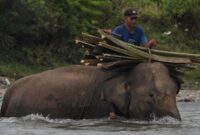 1762191538487-melihat-lebih-dekat-gajah-jinak-di-pusat-konservasi-seblat-bengkulu-1747110082538_169