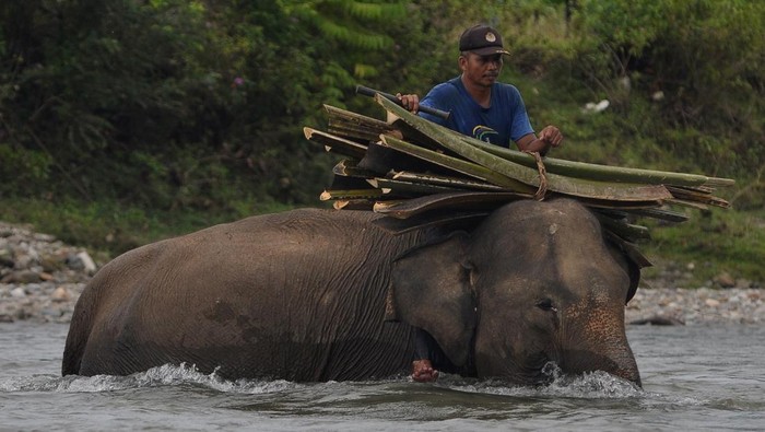 1762191538487-melihat-lebih-dekat-gajah-jinak-di-pusat-konservasi-seblat-bengkulu-1747110082538_169