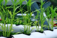 1762364326500-tanaman-kangkung-hidroponik_169