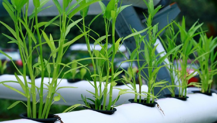 1762364326500-tanaman-kangkung-hidroponik_169