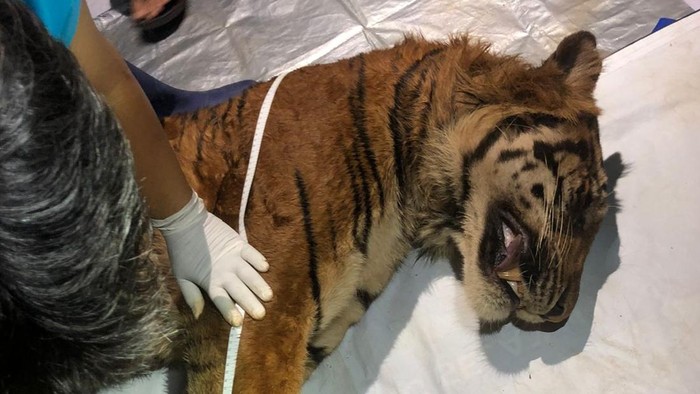 1762666567929-harimau-sumatera-di-lampung-mati-1762655963507_169