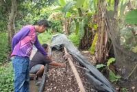 1762666610680-usaha-jamur-janggel-milik-pemuda-di-musi-rawas-1762607763658_169