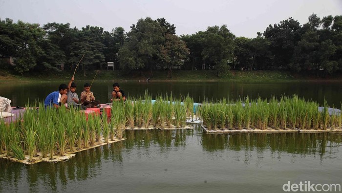 1763034057277-intip-budidaya-padi-apung-karya-ups-badan-air-3_169