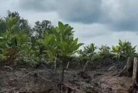 1763184823380-area-restorasi-mangrove-di-desa-sungsang-iv-banyuasin-yang-dilakukan-skk-migas-sumbagsel-dan-kkks-1763178893806_169