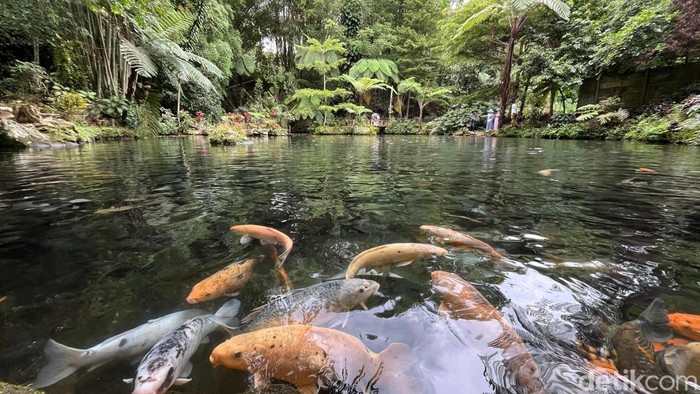 1763358265126-green-paradise-salah-satu-objek-wisata-yang-ada-di-pagar-alam-dengan-konsep-menyatu-dengan-alam-1763271361157_169