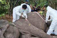 1763379970599-bangkai-gajah-sumatera-dilakukan-proses-nekropsi-1763359482902_169