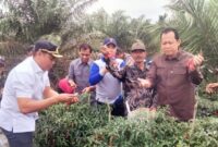 1763658344528-panen-raya-cabai-1763629631623_169