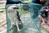 1764392815150-elang-berontok-saat-hendak-diserahkan-ke-twa-punti-kayu-palembang-1764329756786_169