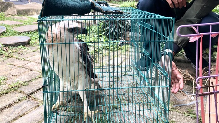 1764392815150-elang-berontok-saat-hendak-diserahkan-ke-twa-punti-kayu-palembang-1764329756786_169