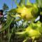 1764954374065-budidaya-buah-naga-kuning-1_169