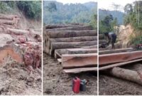 1765019151717-tangkap-layar-video-aktivitas-pembalakan-hutan-di-lampung-1765006274582_169