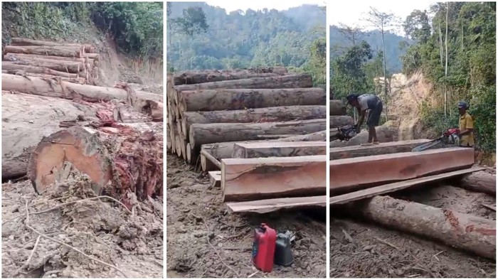 1765019151717-tangkap-layar-video-aktivitas-pembalakan-hutan-di-lampung-1765006274582_169