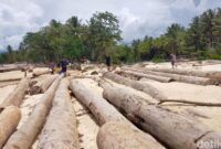 1765083935765-penampakan-kayu-gelondongan-di-pantai-lampung-1765019497635_169