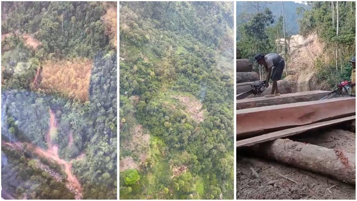 1765127141712-penampakan-hutan-di-pesisir-barat-yang-menjadi-lokasi-pembalakan-liar-1765098725599_169