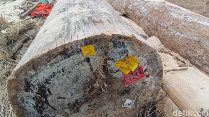 1765191947234-label-kementerian-kehutanan-ditemukan-di-kayu-terdampar-di-lampung-1765174488558_169