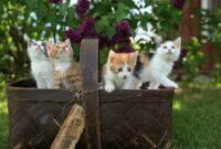 1765256775919-anak-kucing_169