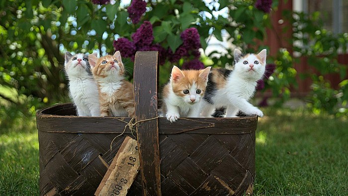 1765256775919-anak-kucing_169