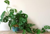 1765602340877-monstera_169