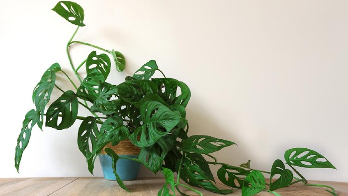 1765602340877-monstera_169