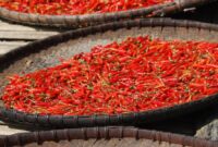 1765731952733-ilustrasi-cabai-merah_169