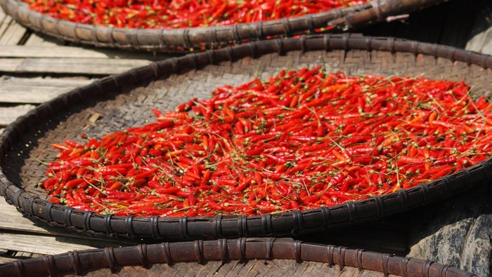 1765731952733-ilustrasi-cabai-merah_169