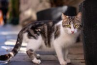 1767157650294-kucing-liar-1761188327454_169