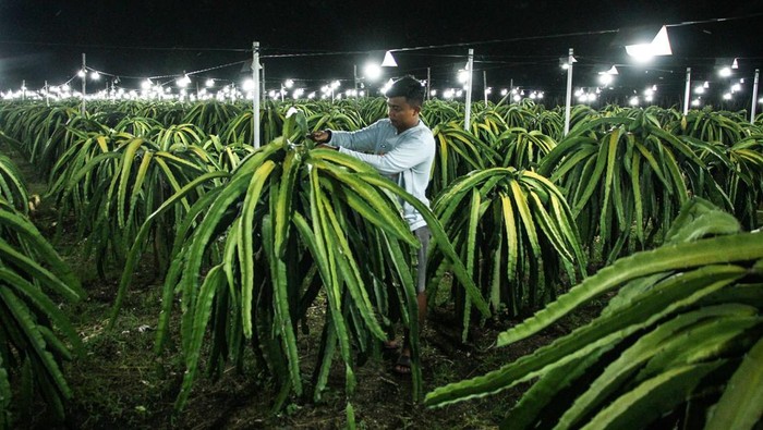 1768107968441-inovasi-lampu-bikin-panen-buah-naga-berlimpah-1767495341743_169
