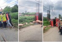 1768410397111-tangkap-layar-truk-bermuatan-babi-terguling-1768376749594_169