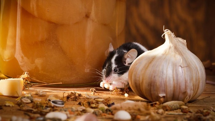 1769144776216-ilustrasi-mengusir-tikus-dengan-bawang_169