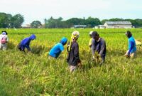 1769317586887-ilustrasi-petani-panen-padi_169