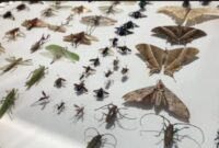 1769403979281-koleksi-museum-serangga-di-bengkulu-1769306487294_169