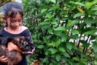 1769533625921-ilustrasi-pelihara-kucing_169