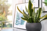 1769555132843-ilustrasi-tanaman-hias-lidah-mertua-atau-sansevieria_169